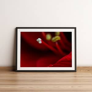 stamper van een rode amaryllis - Bloemen Wanddecoratie