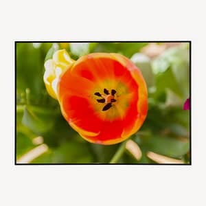 Bloemen Wanddecoratie - Poster Oranje Tulp