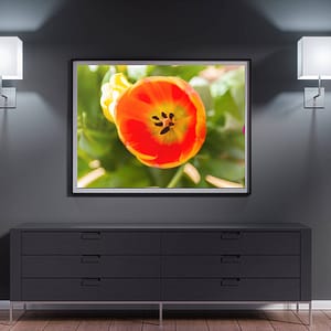 lente poster met oranje tulp close up - Bloemen Wanddecoratie