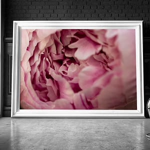 Roze Pioenroos - Botanische Poster