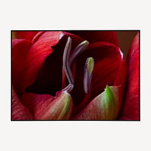 Bloemen Poster - Ontluikende Rode Amaryllis