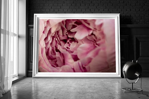 Roze Pioenroos - Botanische Poster