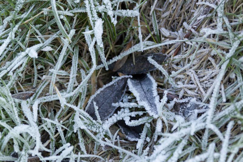 Bevroren blaadjes in het gras dat wit ziet van de vorst