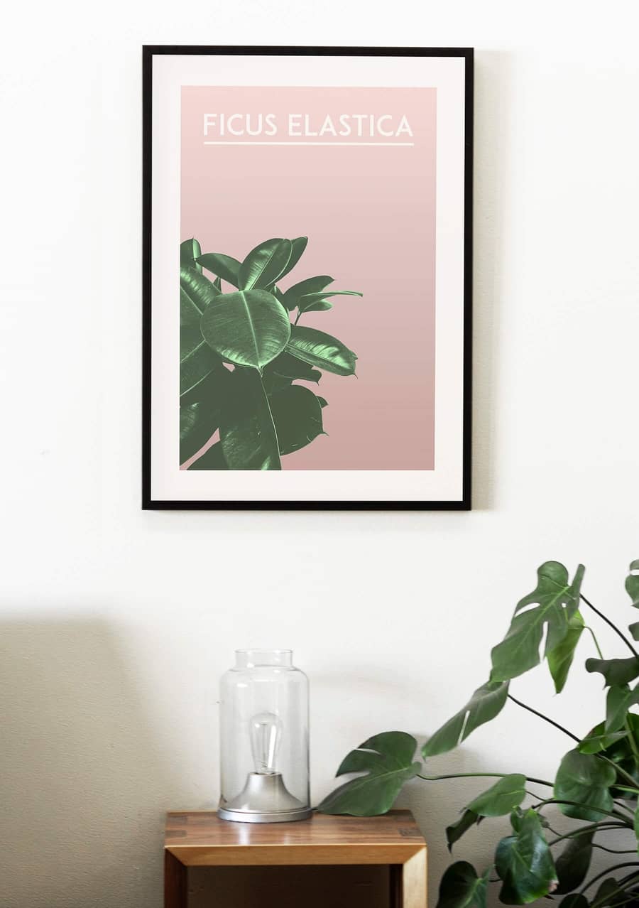 Rubberplant poster met roze achtergrond