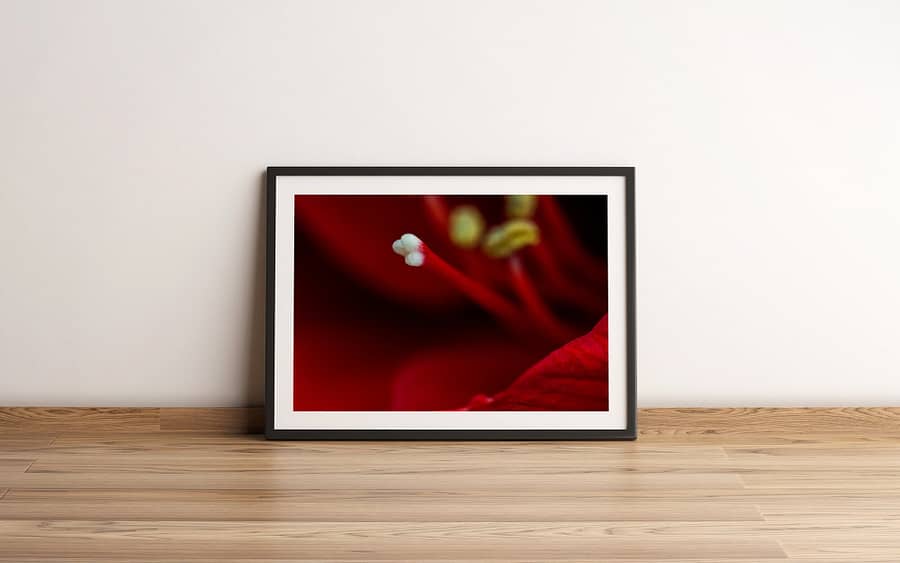 stamper van een rode amaryllis - Bloemen Wanddecoratie