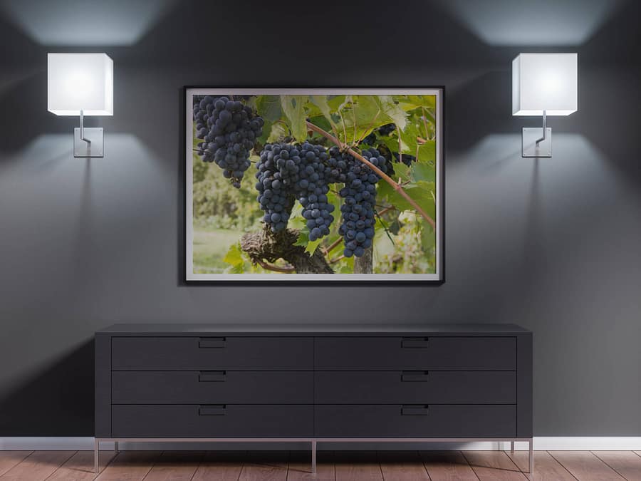 Druiven in Toscane Poster