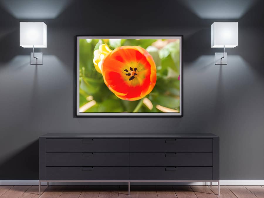 lente poster met oranje tulp close up - Bloemen Wanddecoratie