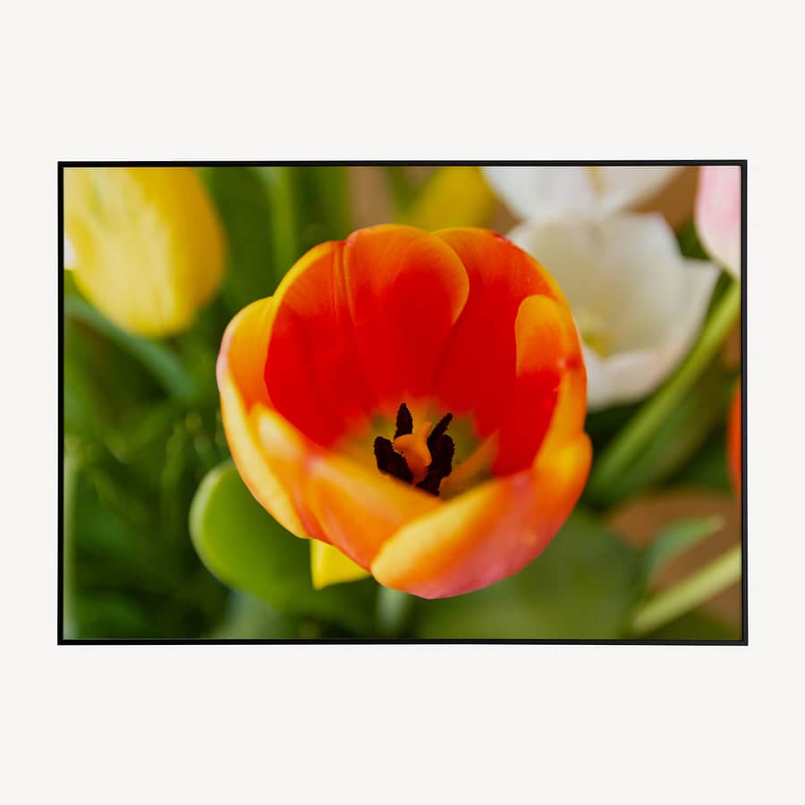 Oranje Tulp Close-Up Poster