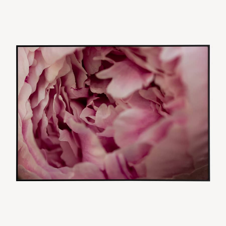 Roze Pioenroos Bloemen Poster en Canvas Print