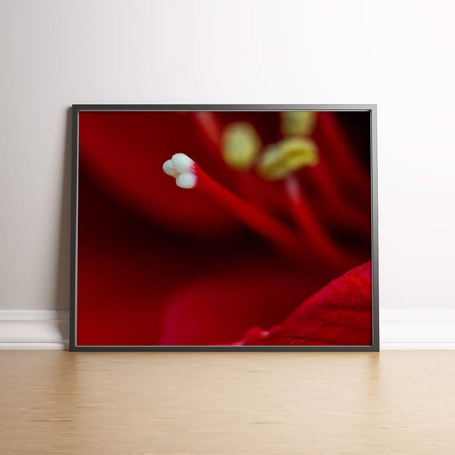 stamper van een rode amaryllis - natuur fotografie
